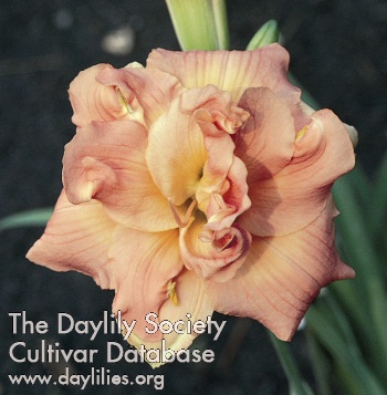 Empress Lily - American Daylily Society