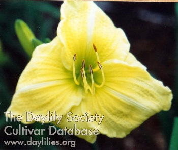 Estelle Whitmire AHS image