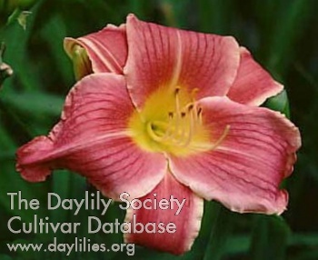 Evelyn Castleberry AHS image