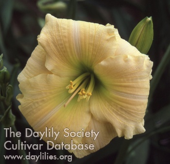 Exotic Melody AHS image