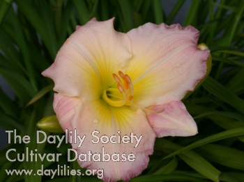 Fashionable Pink AHS image