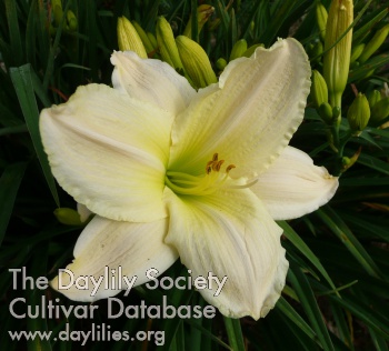 Feather Down AHS image