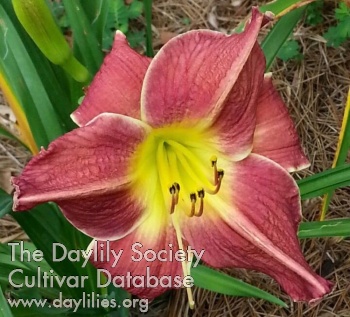 Fiesta Skirt AHS image