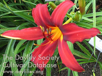 Firecracker AHS image