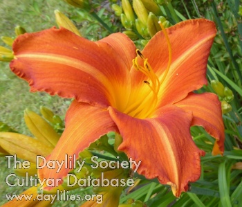 Flasher