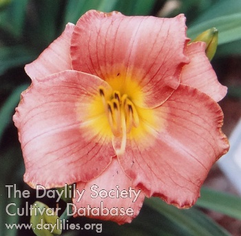 Florissant Rose AHS image