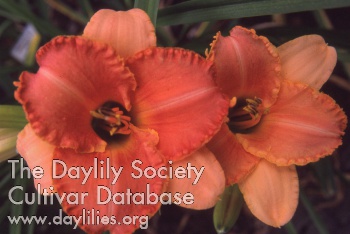 Fluted Fancy AHS image
