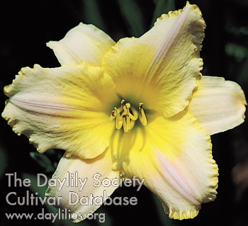 Fragrant Pastel Cheers AHS image