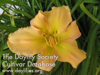Fresh Delight AHS image