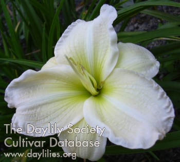 Frosty White AHS image