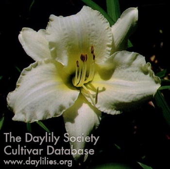 Frozen Daiquiri AHS image