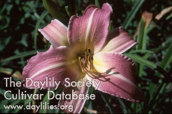 Fuchsia Dream AHS image