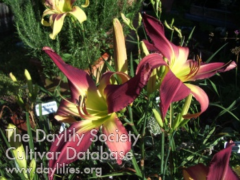 Galaxy Rose AHS image