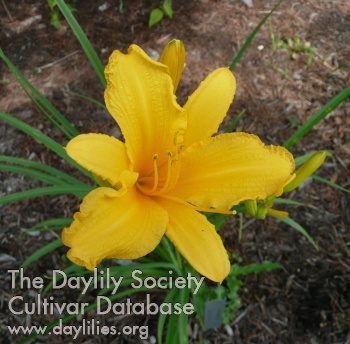 Garden Party AHS image