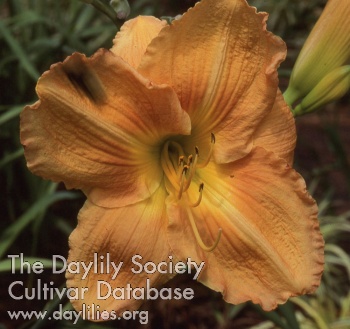 Garden Style AHS image