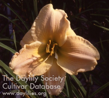 Gertrude Demarest AHS image