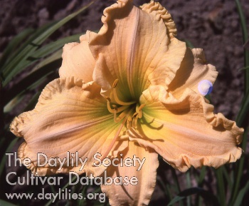 Glory in Ruffles AHS image