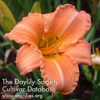 Golden Calypso AHS image