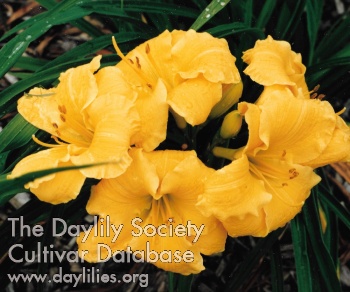 Golden Firefly AHS image