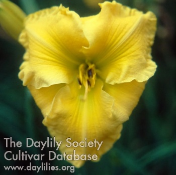 Golden Glory- 1990 AHS image