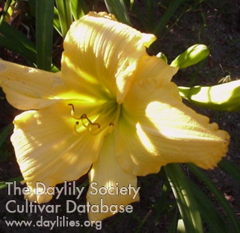 Golden Guernsey AHS image