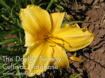 Golden Luster AHS image