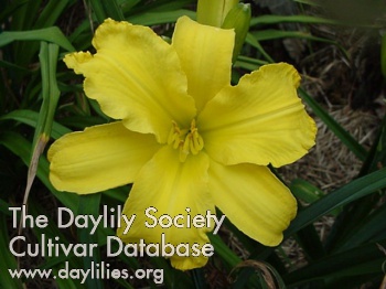 Golden Peace AHS image