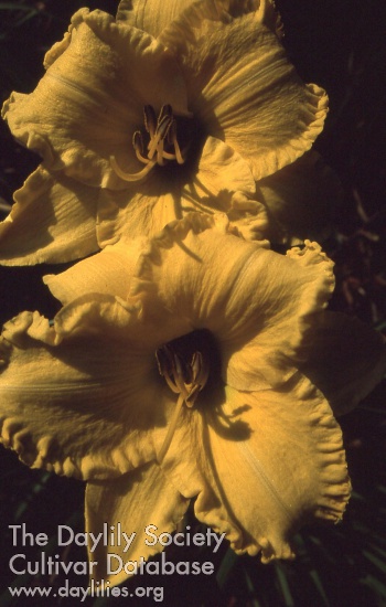 Golden Pond AHS image