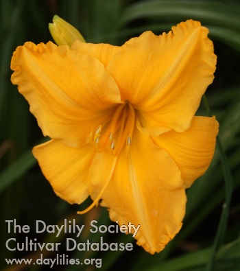 Golden Star AHS image