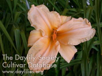 Golden Tresses AHS image