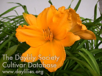 Golden Trumpeter AHS image