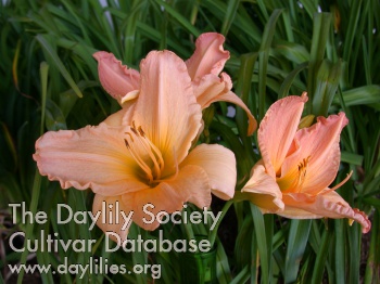 Gracious Living AHS image