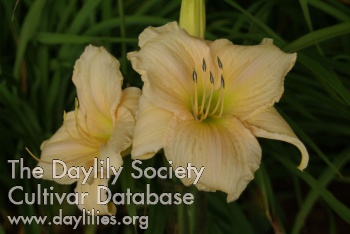 Gracious One AHS image