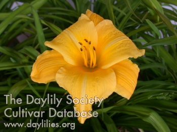 Green Duchess AHS image