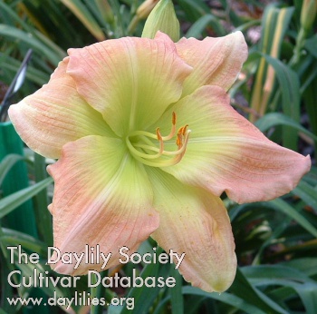 Green Jezebel