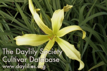 Green Spider AHS image