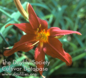 Gulf Coast Red AHS image