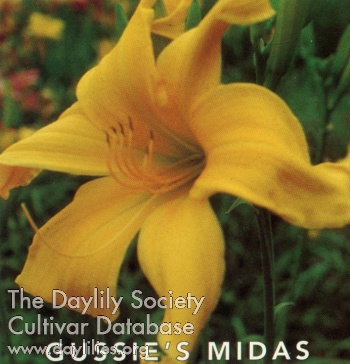 Gussie's Midas