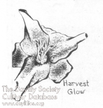 Harvest Glow AHS image