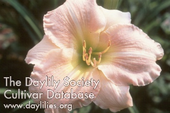Hazel Monette AHS image