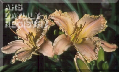 Heavenly Crown AHS image