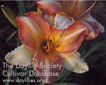 Highland Lass AHS image