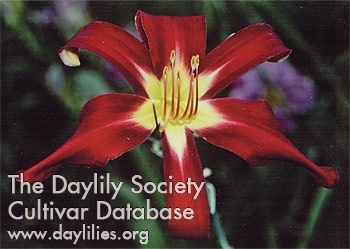 Holly Dancer AHS image