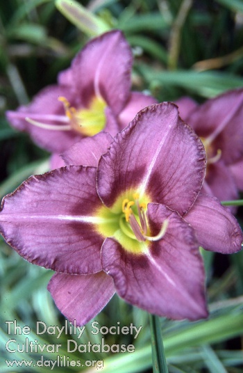 In the Purple AHS image