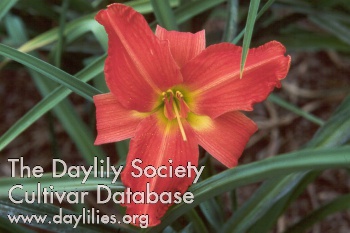 Indian Trail AHS image