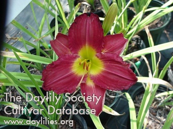 Indy Rhapsody AHS image