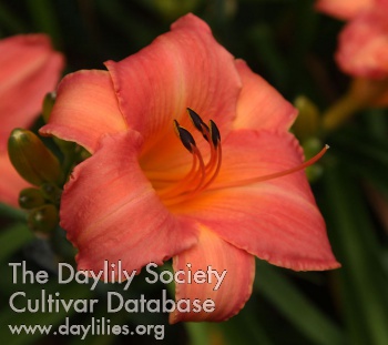 Island Delight AHS image