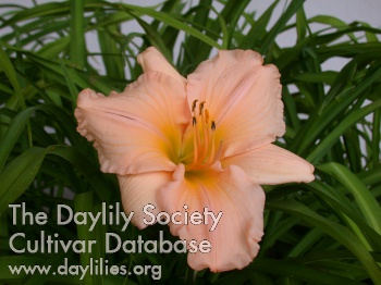 Island Holiday AHS image