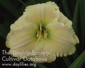 Ivory Pearl AHS image