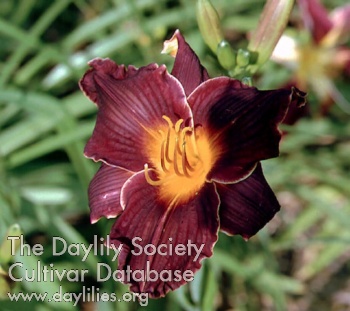 Ivy League AHS image